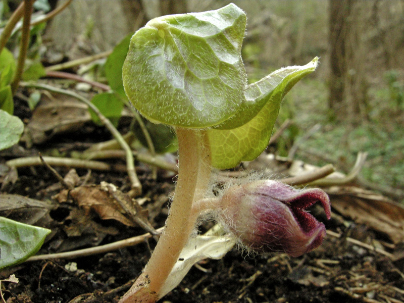 Asarum europaeum L.  /  Baccaro